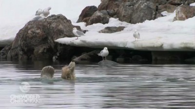 Фигурное плавание от медведя