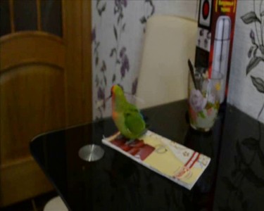 Арчик - вождь краснорожих