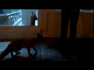 Лисенок на трассе