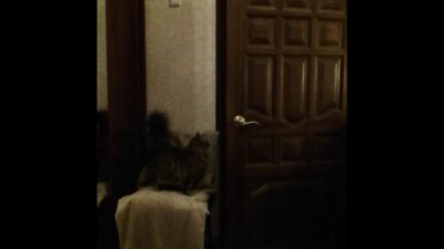 Кошка открывает замок.