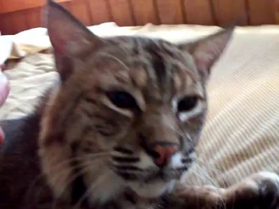 purring bobcat