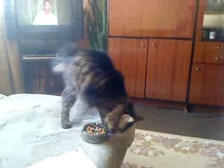 Борьба кота с курением