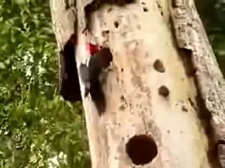 Реальный Дятел!