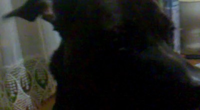 Собака добрая, но Нервы слабые