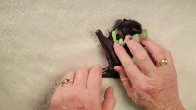 Baby Bat Burritos
