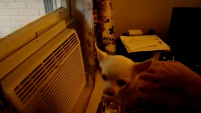 Воздухоплавание собаки