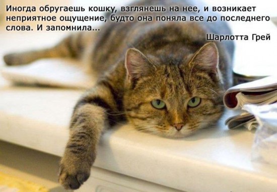 кошки