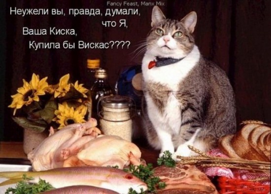 кошки