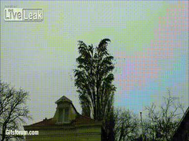 Дерево одуванчик