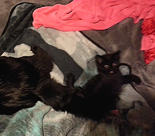 -живность-гифки-1713078