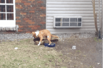 Собака-ебака