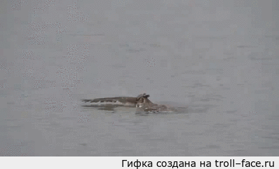 плывунья