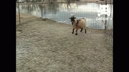 1363067480_1362341154_gifki-589657