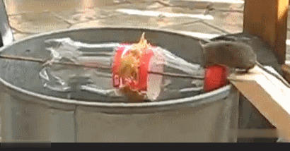 Мышеловка из ведра и бутылки