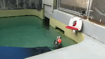 gifs_13