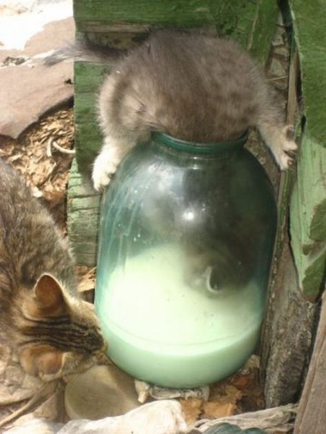 -котейка-молоко-1727963