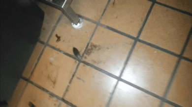 -гифки-неведомая-ебаная-хуйня-насекомое-981183