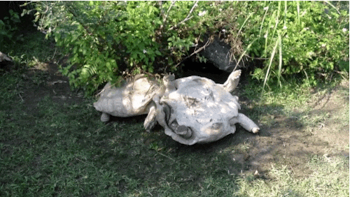 Черепахи