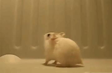 хомяк-акробат
