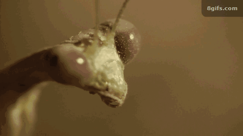 -Богомол-насекомые-art-176496