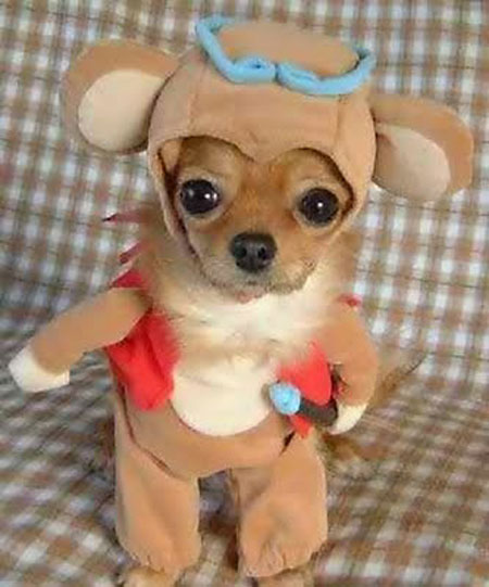 dog-costumes-10