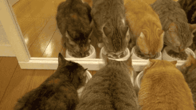 котаны за завтраком
