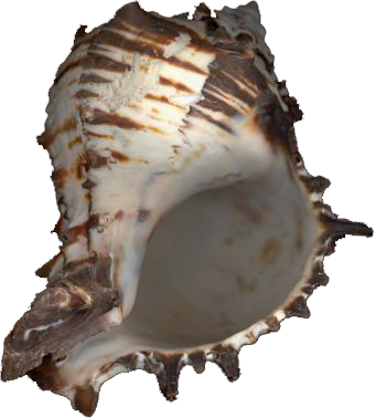 conchshell1