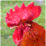 1cock