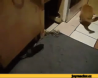 gifD0B6D0B8D0B2D0BDD0BED181D182D18CD0BAD0BED182D0BAD180D18BD181D0B01784849