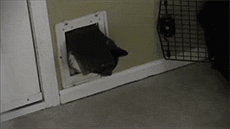 Fungif_06 (2)