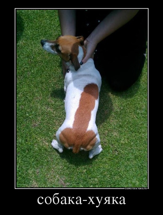 943956_sobaka-huyaka_demotivators_to