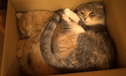 -живность-коты-коробка-1787747