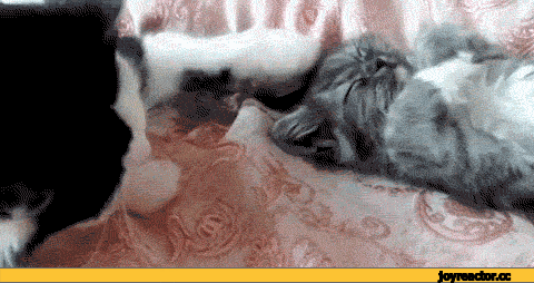 D0BAD0BED182D18DD0B3D0B8D184D0BAD0B8D0B6D0B8D0B2D0BDD0BED181D182D18C1779703