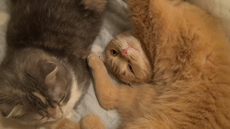 -гифок-гифки-живность-коты-1791893