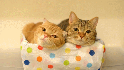 -гифок-гифки-живность-коты-1791897