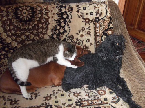 izobrazhenie_014_yapfiles.ru