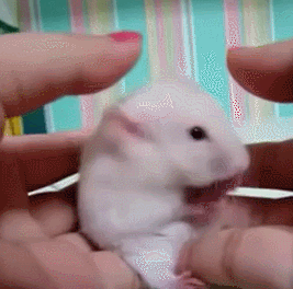хомяк