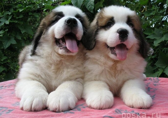 Щенки сенбернара