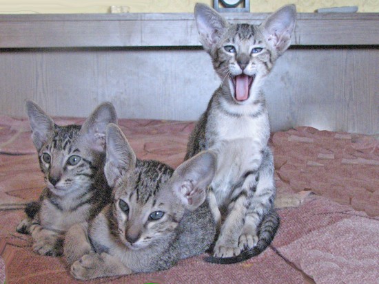 Изображениемои кошки 106