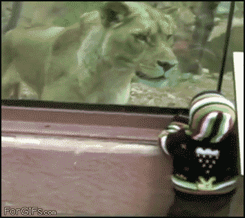 lion20wants20to20eat20kid
