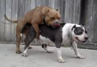 5862222f8d74_yapfiles.ru