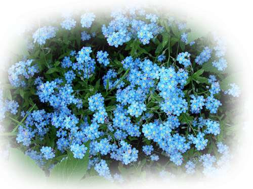 nezabudki