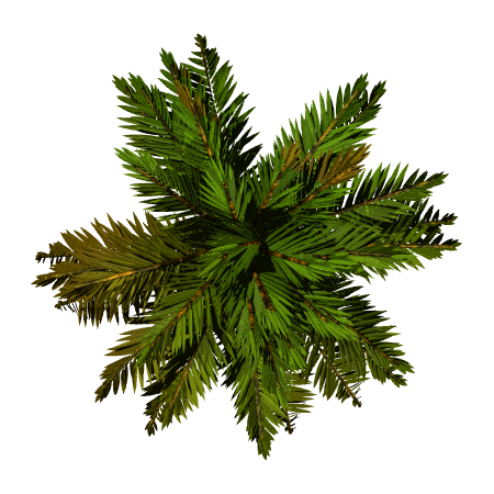 palm_raw_RMA