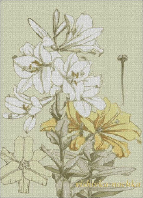 lilii modern1