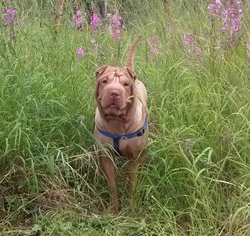 Собака-улыбака