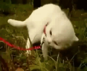 -котэ-приход-песочница-422969