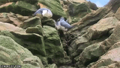 anigif_enhanced-buzz-16196-1390065690-17