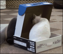 Cat-box-traps
