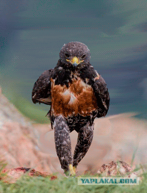 летящей походкой