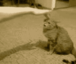 tumblr_niw9dhS4wx1tyncywo1_400